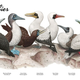 Illustration for article titled Know Your (Blue-Footed, Red-Footed, And Masked) Boobies
